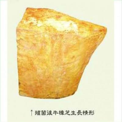 牛樟芝菌種圖片